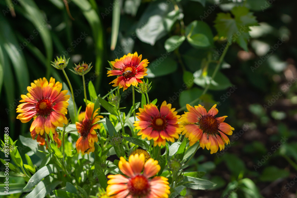 Beautiful orange garden flowers. Flowering in the Park, in the garden of lilies and Cynia. Beautiful orange garden flowers. Flowering in the Park, in the garden of lilies and Cynia.