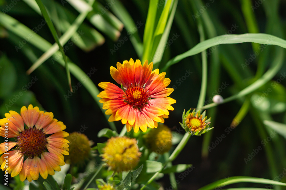 Beautiful orange garden flowers. Flowering in the Park, in the garden of lilies and Cynia. Beautiful orange garden flowers. Flowering in the Park, in the garden of lilies and Cynia.
