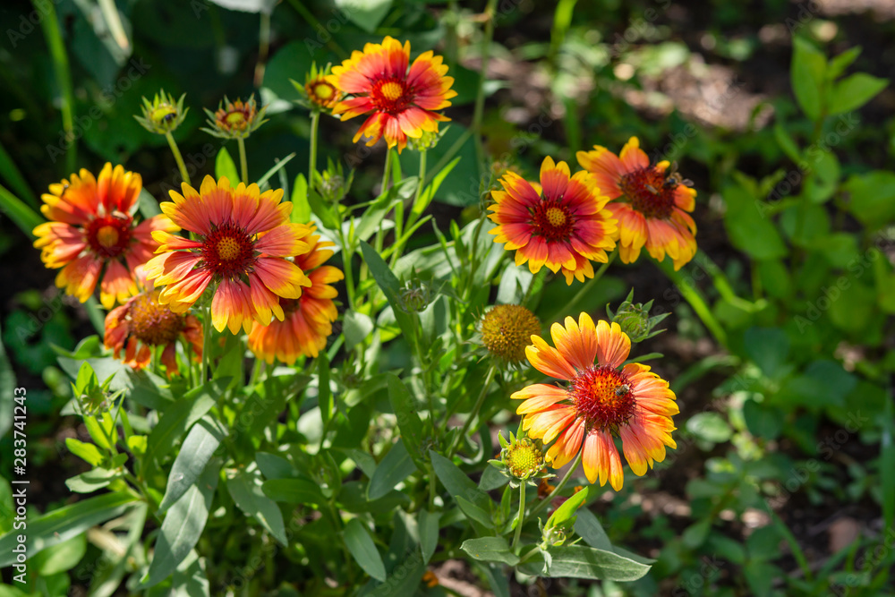 Beautiful orange garden flowers. Flowering in the Park, in the garden of lilies and Cynia. Beautiful orange garden flowers. Flowering in the Park, in the garden of lilies and Cynia.