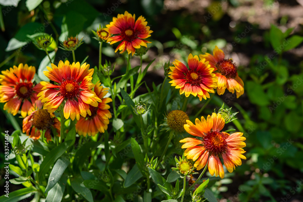 Beautiful orange garden flowers. Flowering in the Park, in the garden of lilies and Cynia. Beautiful orange garden flowers. Flowering in the Park, in the garden of lilies and Cynia.