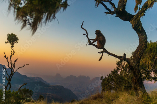 Gelada baboon sitting on a branch and watching the sunset