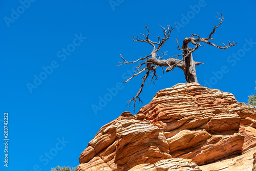 Zion National Park low angle landscape of a bare tree atop orange rock formations against the sky