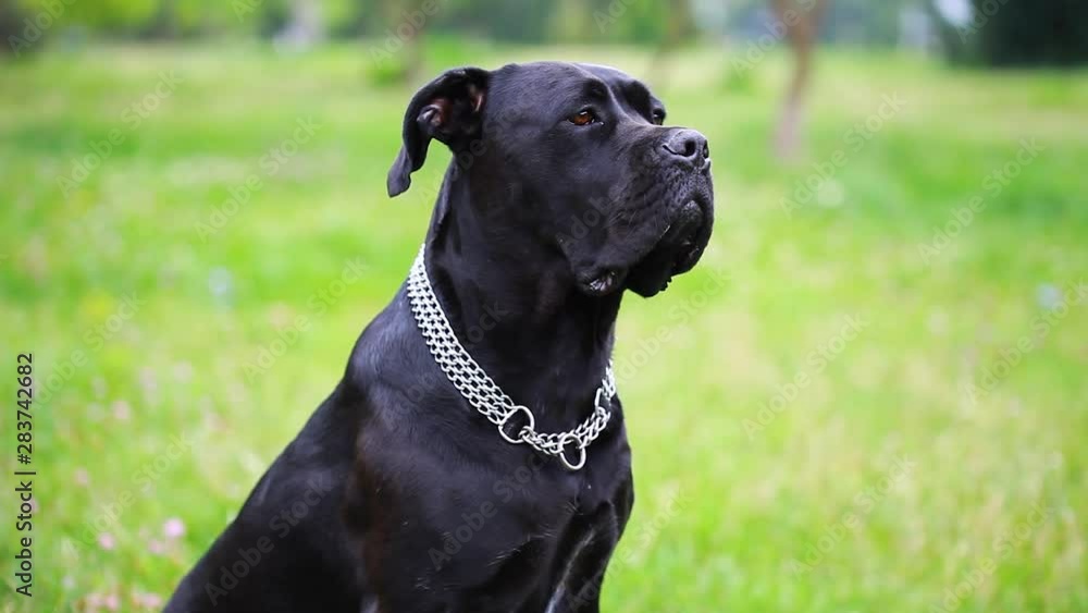 Portrait of a beautiful dog Cane Corso looking seriously at the camera. close-up. dog girl cane corso in the field	
