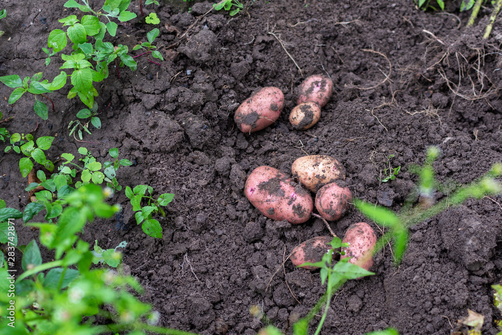 Fresh harvest of organic potatoes, garden harvesting Fresh harvest of organic potatoes, garden harvesting