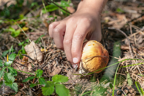 Children hand picks a porcini mushroom. Autumn concept