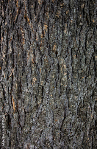Wood texture on a roadside tree © Chasham