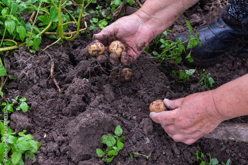 Farmer digs young pink potatoes, garden harvesting