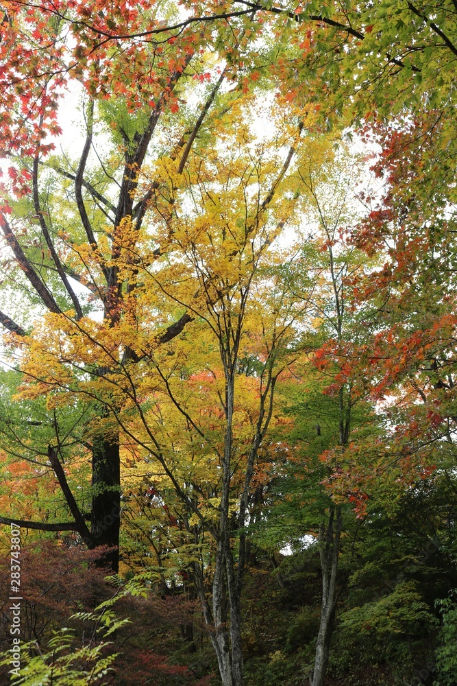 黄色く染まった葉っぱ