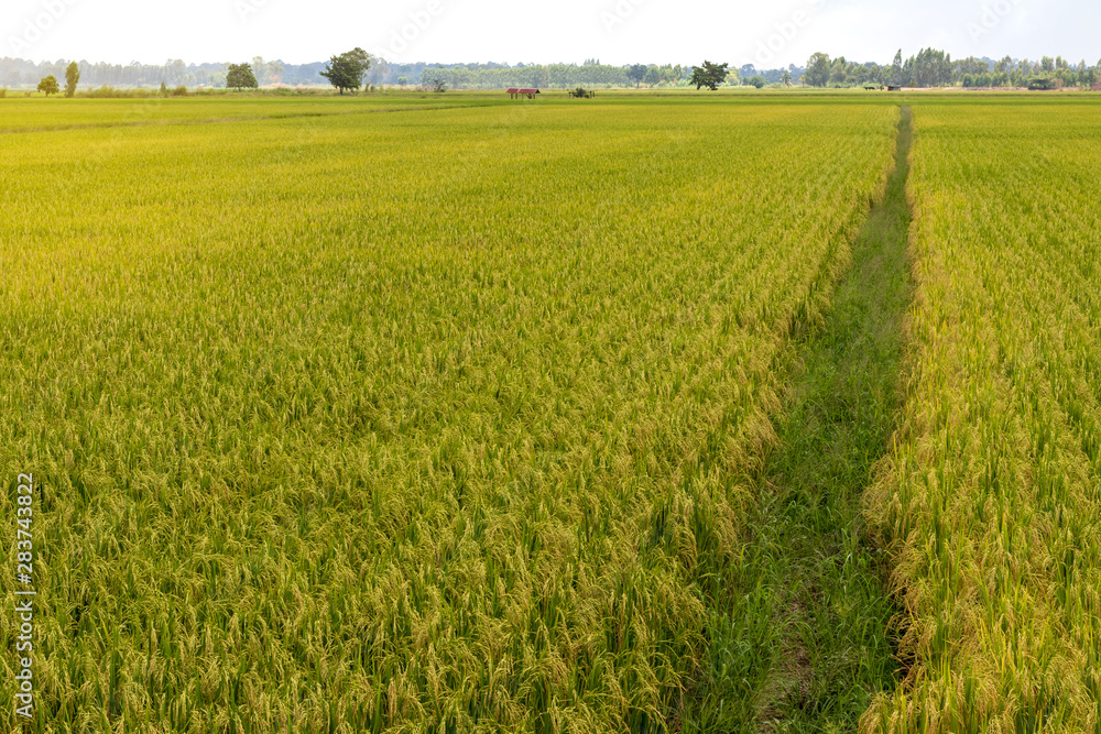 Scenery of rice fields and mound grooves. Scenery of rice fields and mound grooves.