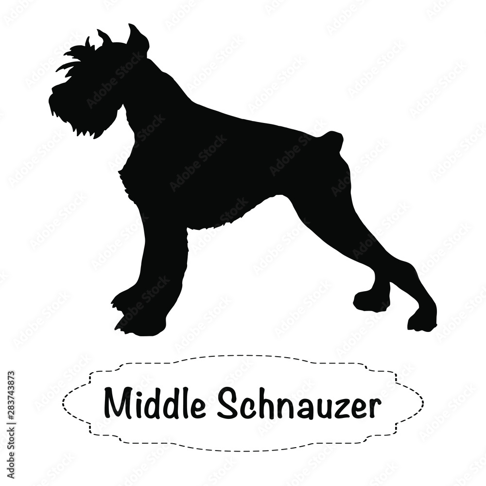middle schnauzer Vector isolated silhouette of dog on white background.
