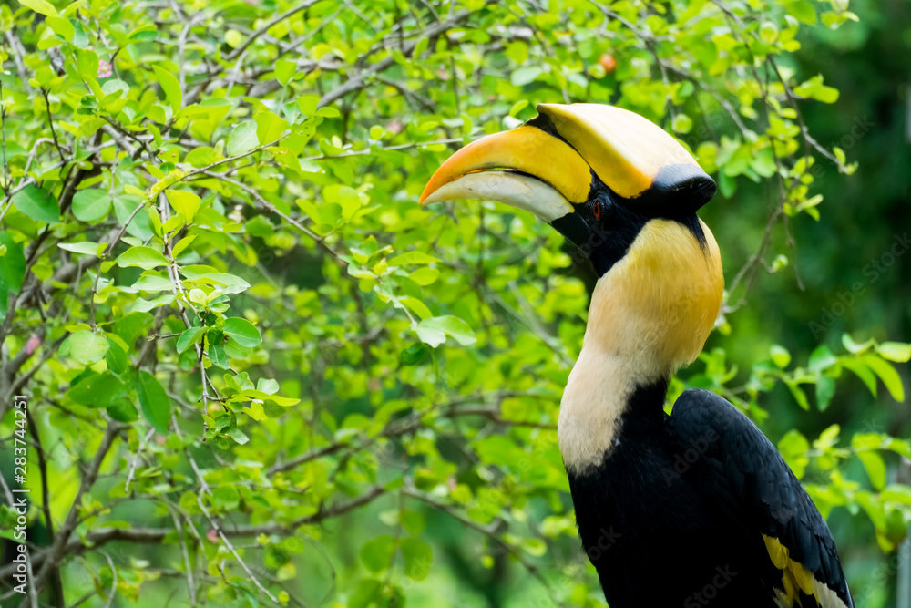 hornbill in wild life breeding station. hornbill in wild life breeding station.