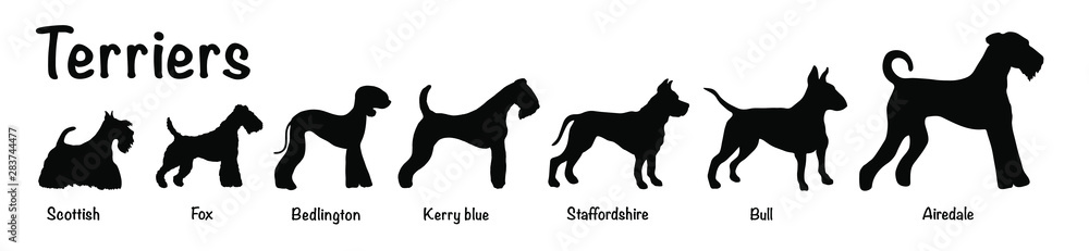 Vector isolated silhouette of seven terriers dogs on white background. Seven terriers