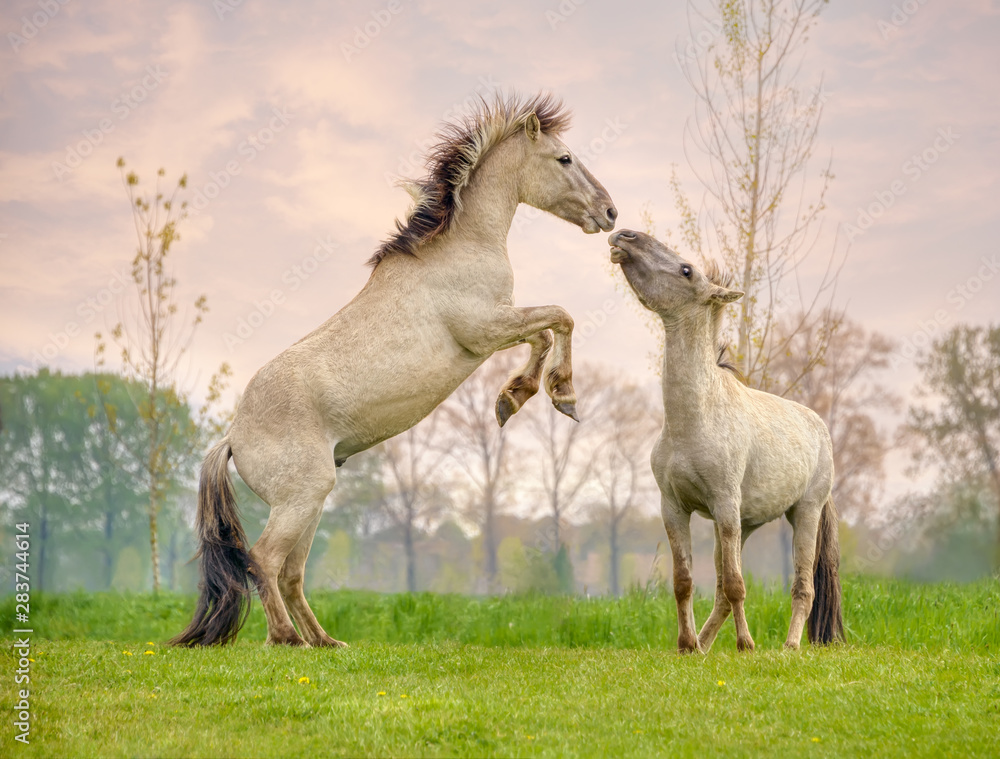 Two Konik stallions rearing and fighting, they are part of a free-range herd of the Polish primitive horse breed live in nature reserve De Rug, Meuse, Roosteren, Netherlands Two Konik stallions rearing and fighting, they are part of a free-range herd of the Polish primitive horse breed live in nature reserve De Rug, Meuse, Roosteren, Netherlands