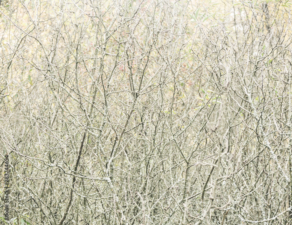 Obraz premium Bushes and thickets of trees
