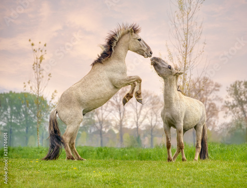 Two Konik stallions rearing and fighting, they are part of a free-range herd of the Polish primitive horse breed live in nature reserve De Rug, Meuse, Roosteren, Netherlands  photo