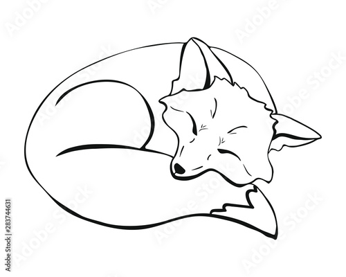 a cute sleeping fox. a fox lying with closed eyes curled up and laid its face on its tail. Vector illustration hand drawn picture.