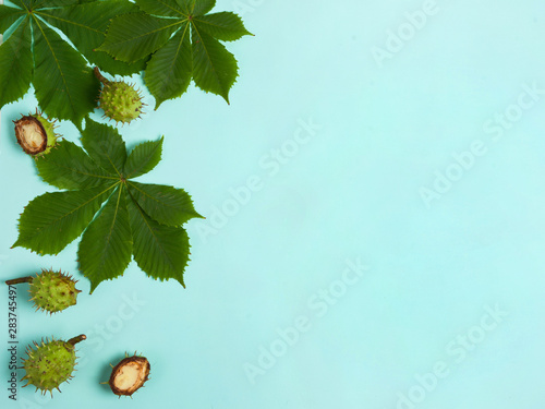 Autumn composition. Leaves and nuts of horse chestnut on a blue background