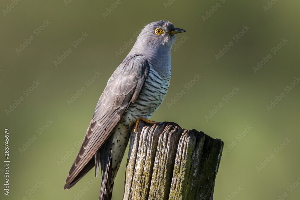 Common Cuckoo (Cuculus canorus)