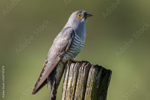 Obraz na płótnie Common Cuckoo (Cuculus canorus) w salonie