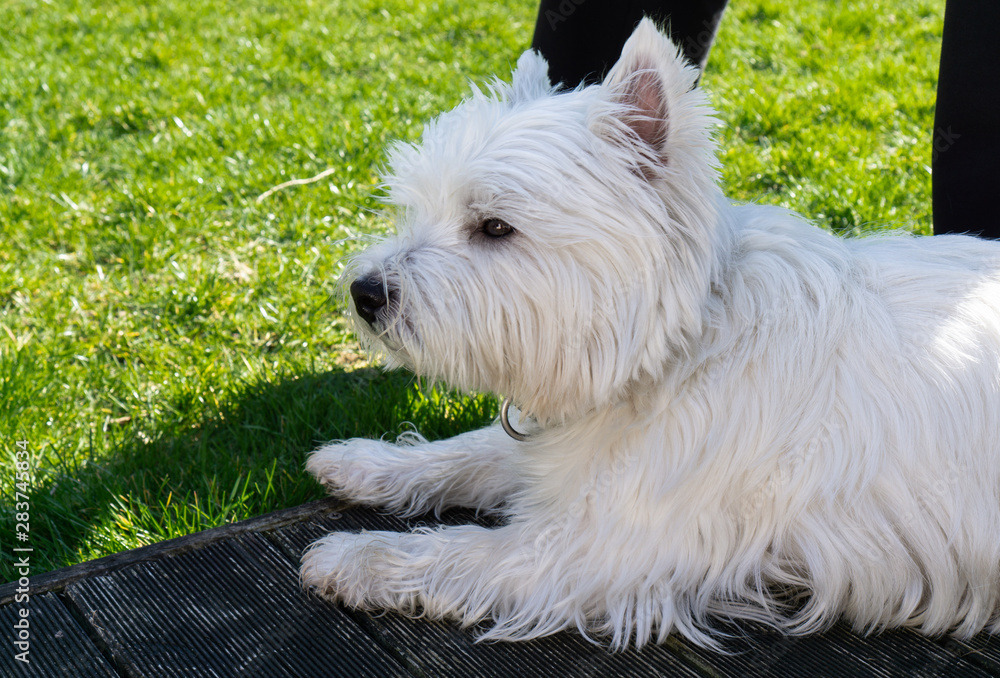 West Highland White terrier in the garden West Highland White terrier in the garden