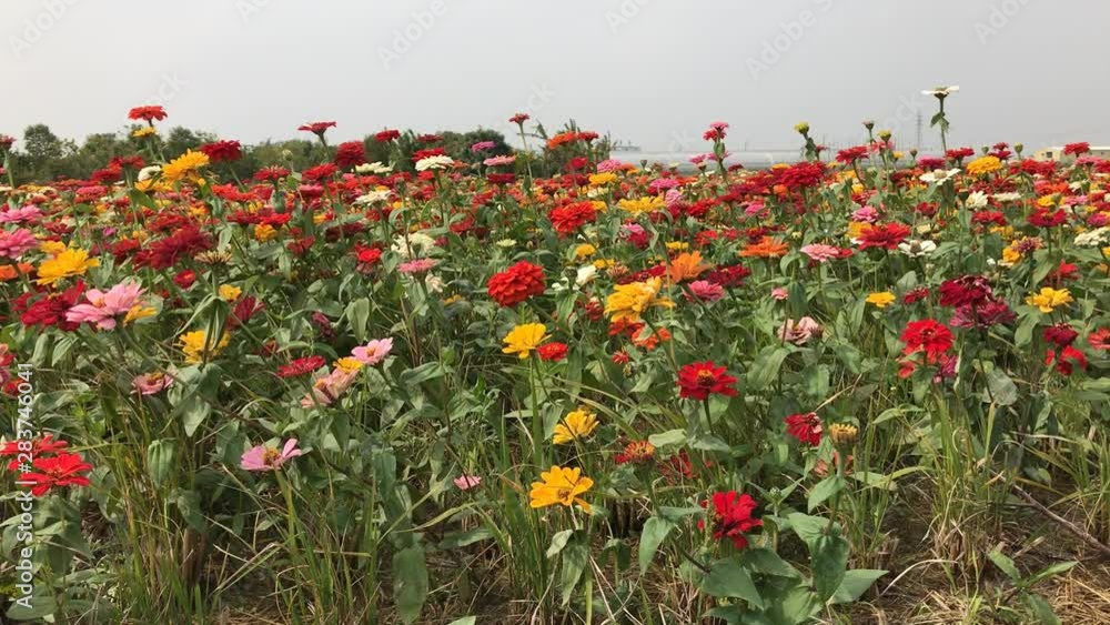 Close up clip of mixed flowers gently moved by the breeze during Taibao Sea of Flowers festival in Chiayi County, Taiwan Close up clip of mixed flowers gently moved by the breeze during Taibao Sea of Flowers festival in Chiayi County, Taiwan