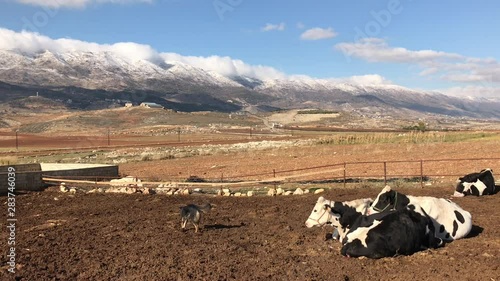 Panning shot of a dog and some cows in a farm with the background of snow capped mountains in west Beqaa valley, the most important agricultural region of Lebanon photo