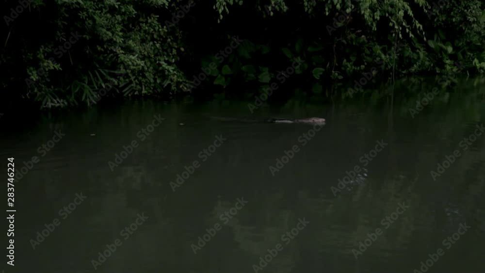 Komodo dragon is swimming in the lake. Komodo dragon is swimming in the lake.