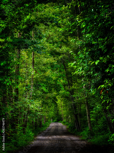 Green Palate of Lush Trees over the road untraveled 