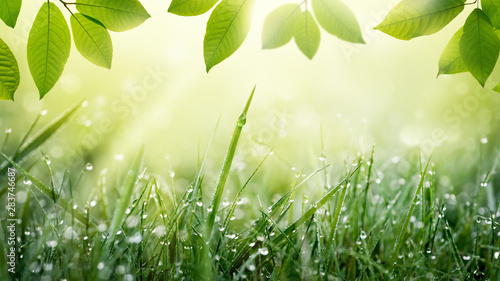 Spring summer green nature background with frame of grass with dew and leaves.