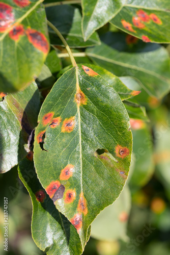 Close up of pear leaves with pear rust infestation in sun light photo