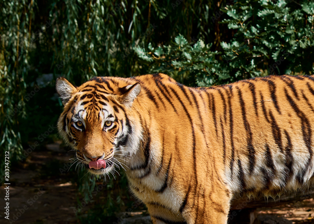 View of standing tiger in forest in wilderness. The beast looks into the lens. View of standing tiger in forest in wilderness. The beast looks into the lens.