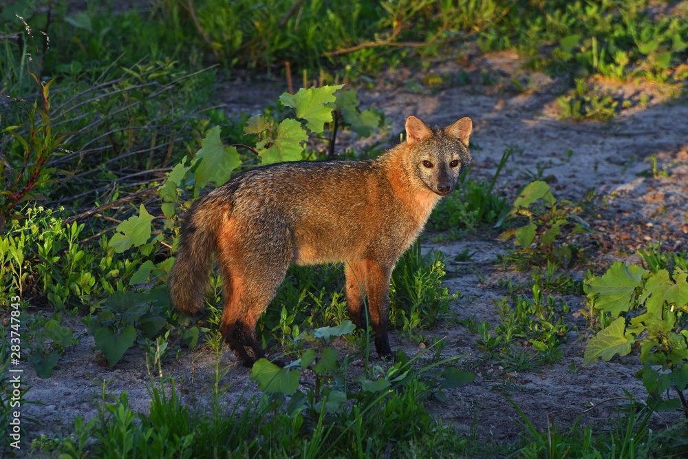 Graufuchs, von der Abendsonne beleuchtet, im Nationalpark El Palmar in Argentinien Graufuchs, von der Abendsonne beleuchtet, im Nationalpark El Palmar in Argentinien
