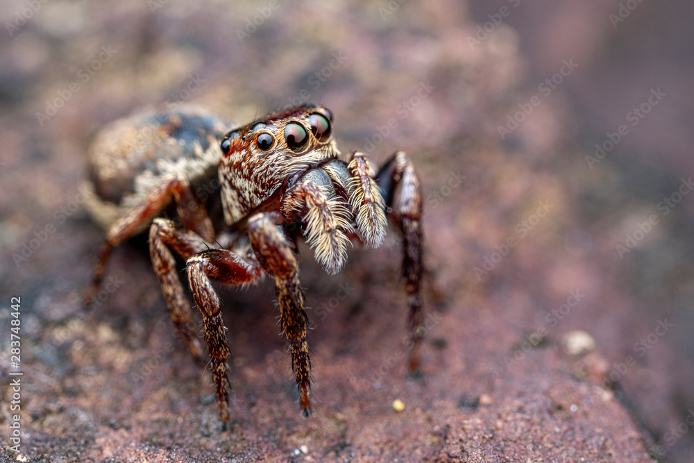 Female Wallace's euryattus, Euryattus wallacei, a brown jumping spider from tropical north Queensland, Australia