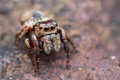 Female Wallace's euryattus, Euryattus wallacei, a brown jumping spider from tropical north Queensland, Australia