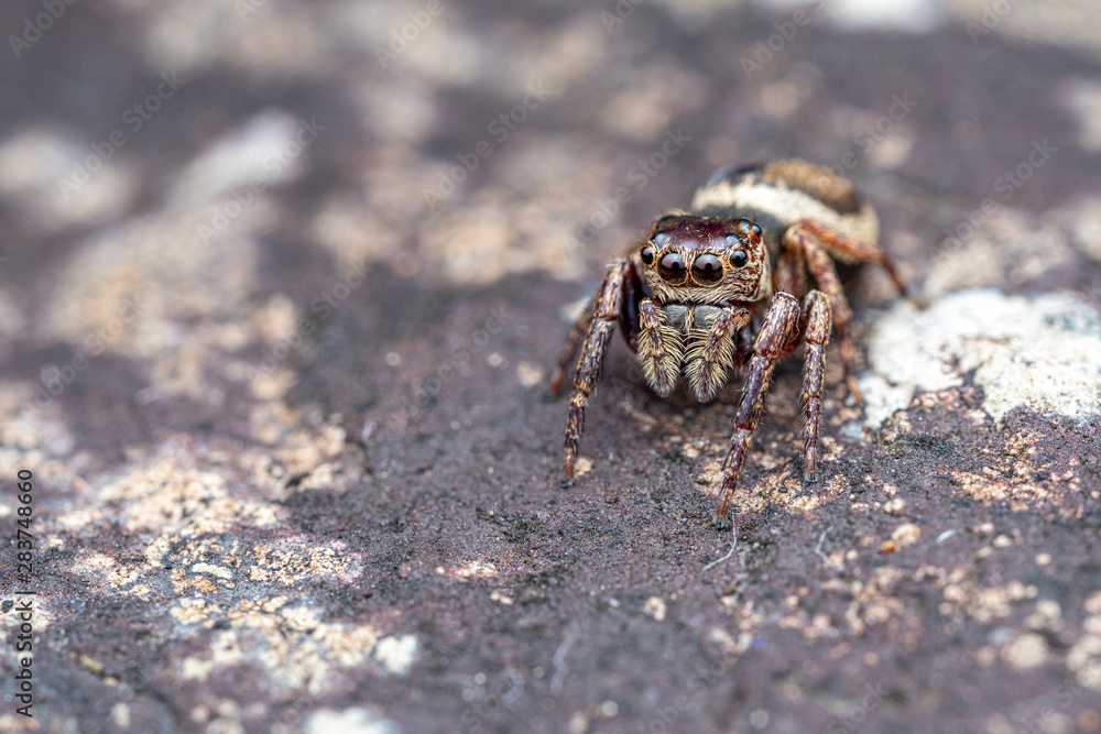 Fototapeta premium Female Wallace's euryattus, Euryattus wallacei, a brown jumping spider from tropical north Queensland, Australia