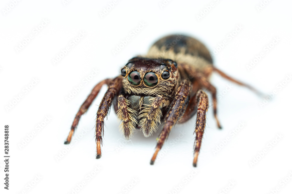 Female Wallace's euryattus, Euryattus wallacei, a brown jumping spider from tropical north Queensland, Australia, on a white background Female Wallace's euryattus, Euryattus wallacei, a brown jumping spider from tropical north Queensland, Australia, on a white background