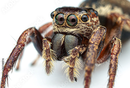 Extreme close up of a female Wallace's euryattus, Euryattus wallacei, a brown jumping spider from tropical north Queensland, Australia