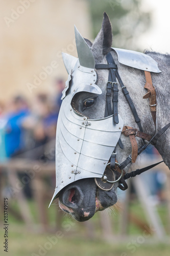 A white horse face with a protective helmet photo