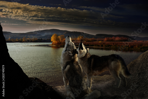 two wolves howl on the autumn riverbank