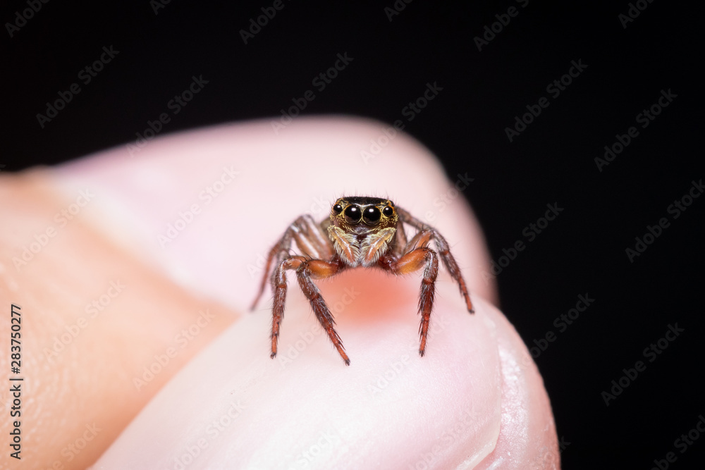 Spiders jump on the nails without poison and do not harm humans. There are many eyes staring in front.  black background.