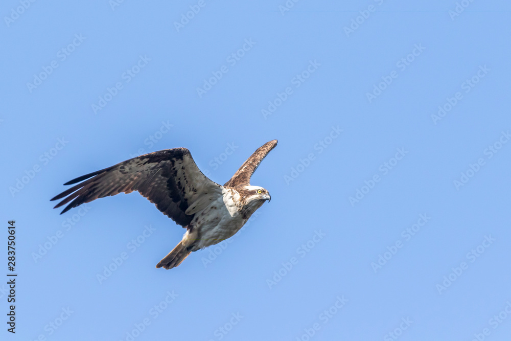 Osprey (Pandion haliaetus)