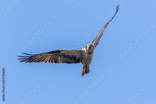 Obraz na płótnie Osprey (Pandion haliaetus) w salonie