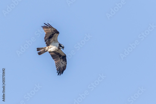 Obraz na płótnie Osprey (Pandion haliaetus) w salonie