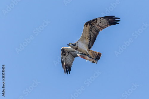 Obraz na płótnie Osprey (Pandion haliaetus) w salonie