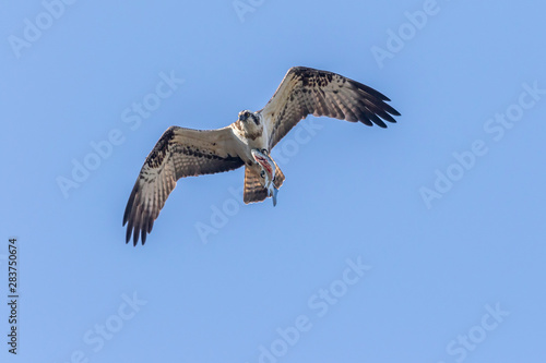Obraz na płótnie Osprey (Pandion haliaetus) w salonie