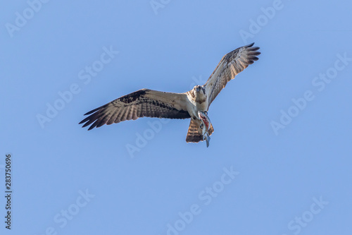 Osprey  Pandion haliaetus 