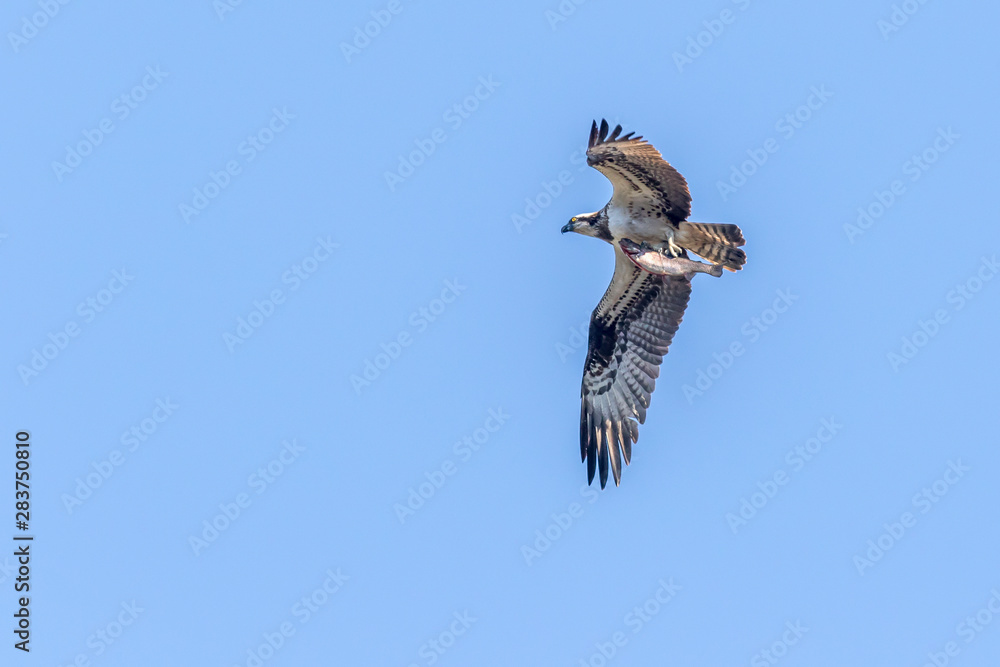 Osprey (Pandion haliaetus)