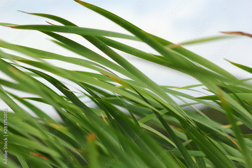 Closeup of waving scirpus ( Cyperaceae (the sedges)), club-rush or bulrush or deergrass or grassweed Closeup of waving scirpus ( Cyperaceae (the sedges)), club-rush or bulrush or deergrass or grassweed