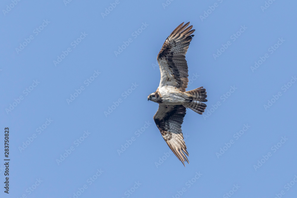 Osprey (Pandion haliaetus)