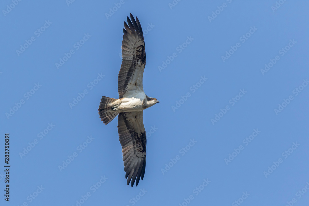 Osprey (Pandion haliaetus)
